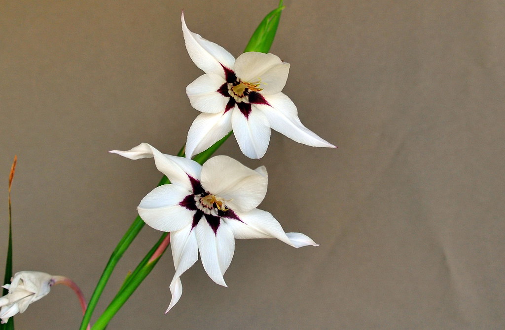 Gladiolus murielae Kelway / Iridaceae