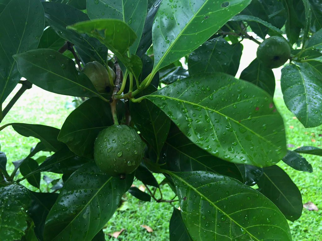 Fruto da árvore de gardênia nativa