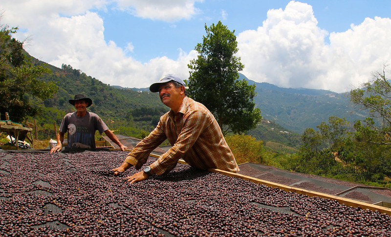 Cà phê chế biến khô ở Costarica