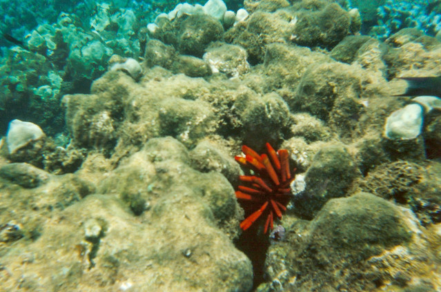 Pencil Sea Urchin Hawaii Maui Honolua Bay? 95-16- 14 8.3.95 Underwater 6