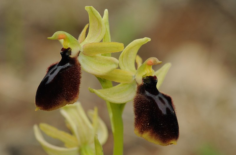 20170416-030F | Tarenter Ragwurz (Ophrys tarentina) bei Martina Franca. Apulien, 16.04.2017