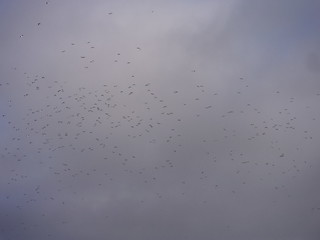Starlings and Lapwings Murmuration, Otmoor RSPB Reserve 