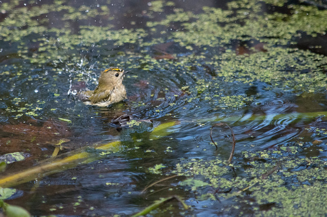 Goldcrest (male) bathing