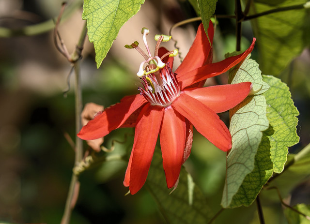 Scarlet Passionflower[in explore]
