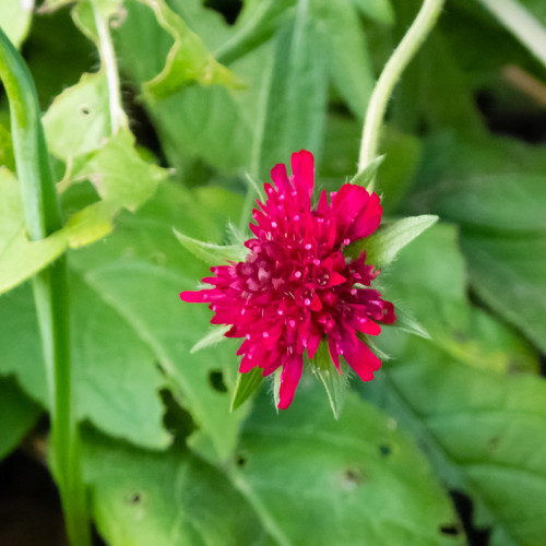 Red, green: scabious flowering