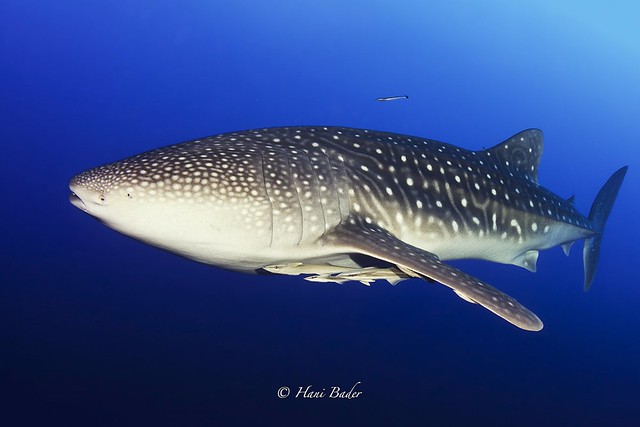 whale shark Daedalus Island
