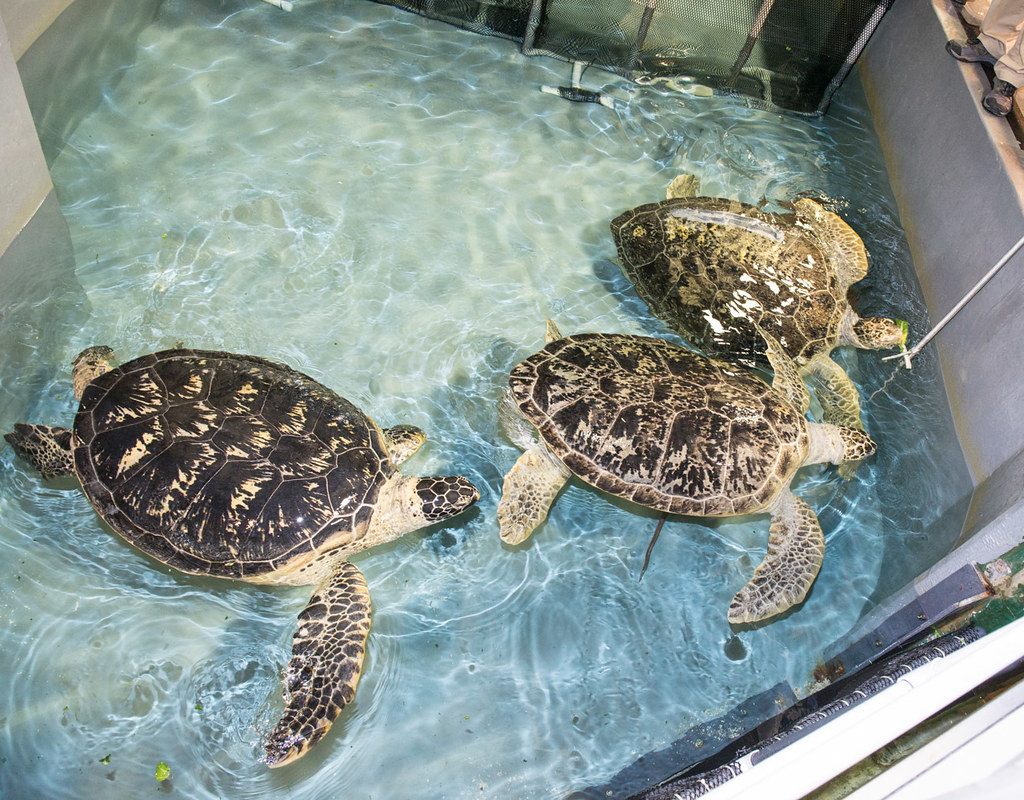 Three Green Sea Turtles at the Shark Reef Aquarium at Mand…