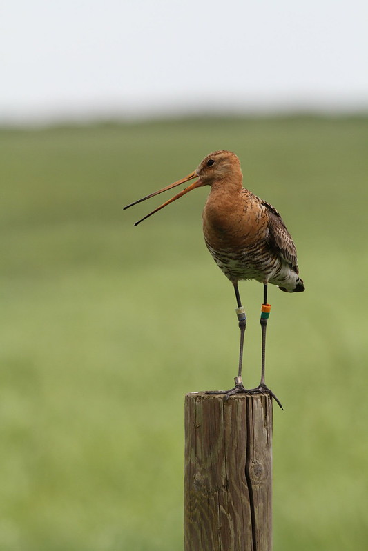 Black-tailed godwit - Jonathan Taylor RSPB