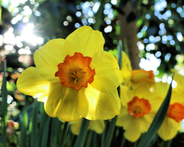 Sunshine and Daffodils!