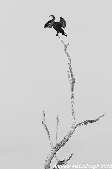 Cormorant on an Old Tree