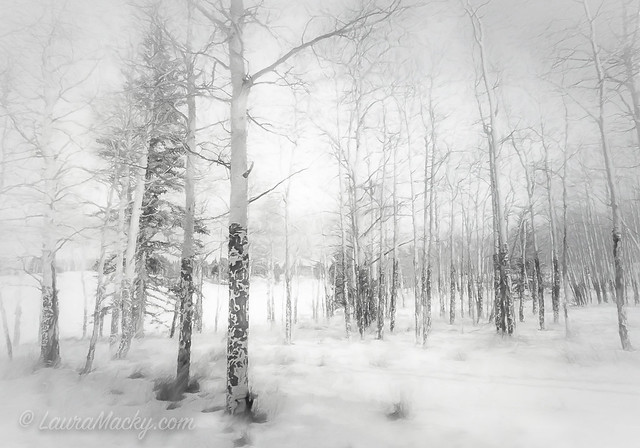 Snowy Colorado Aspens