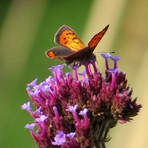 colbywoodlandgarden narberth southwales thenationaltrust nationaltrust nationaltrusttimewellspent butterfly smallcopper