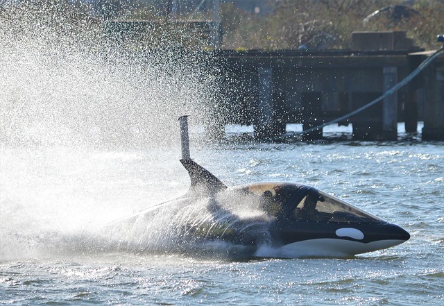 Seabreacher Killer Whale (7) @ Royal Victoria Dock 25-02-18
