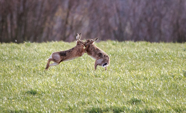 Mad March Hares, in February.