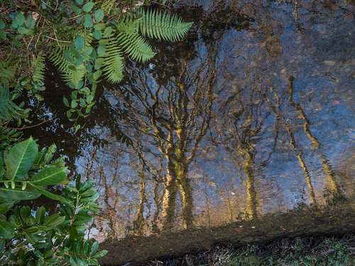 2018 holmevalley olympus magdale yorkshire holmfirth water reflections pond fern trees em5mk2