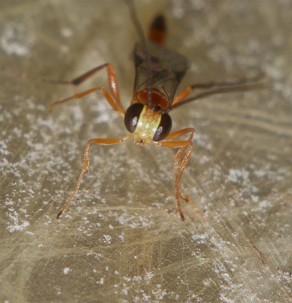 7mm long Night wasp Cremastinae Ichneumonidae attracted to light Airlie Beach rainforest P1160248