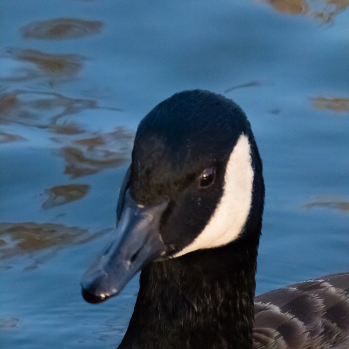 Young Canada goose, portrait