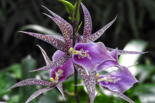 Beautiful Brassia Orchid