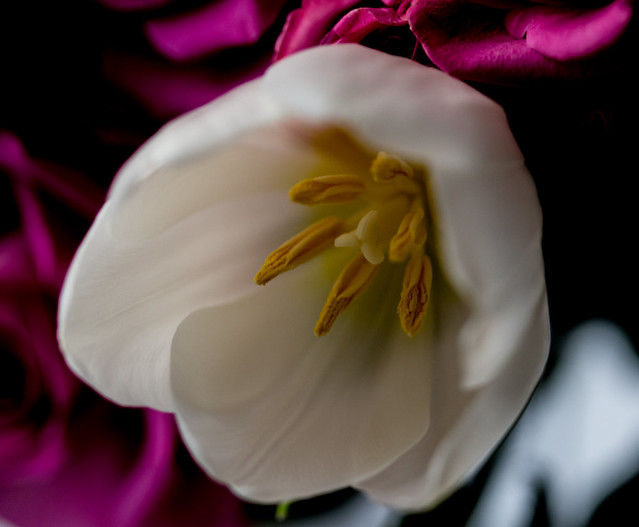 white tulip on purple and black