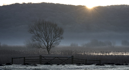 fence frost gate reeds sunrise trees winter silverdale england unitedkingdom gb