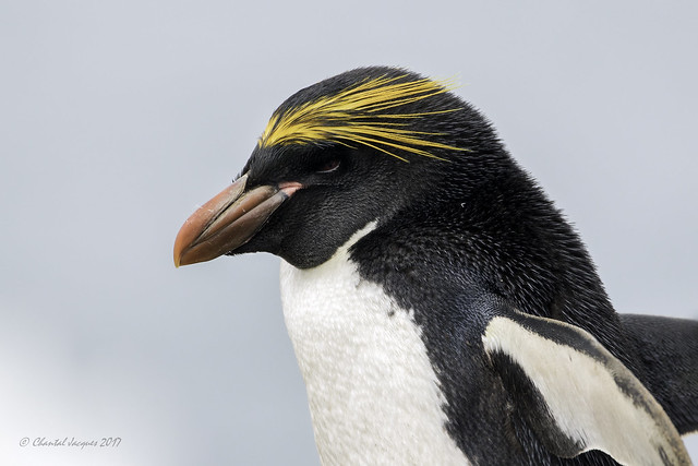 A few more from the Falklands- Portrait of a Macaroni Penguin