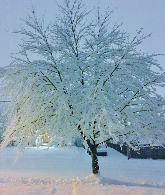 tree of snow