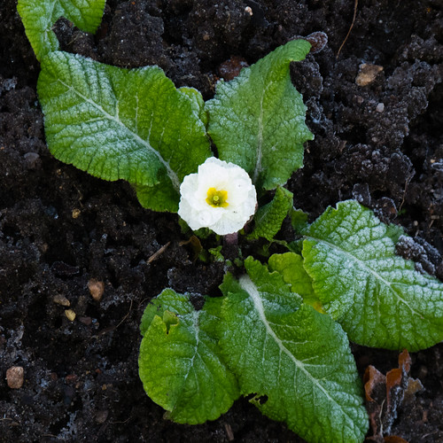 Primula. lightly frosted