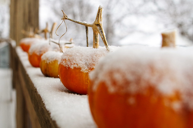 pumpkins & snow