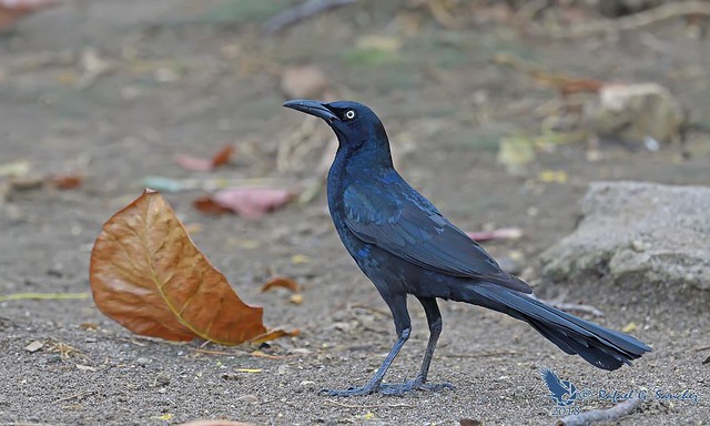 Nicaraguan grackle - Quiscale du Nicaragua - Zanate nicaragüense - Quiscalus nicaraguensis