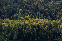 Forêt Ouareau