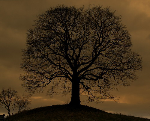 solitarytree mound felixkirk northyorkshire yorkshire england