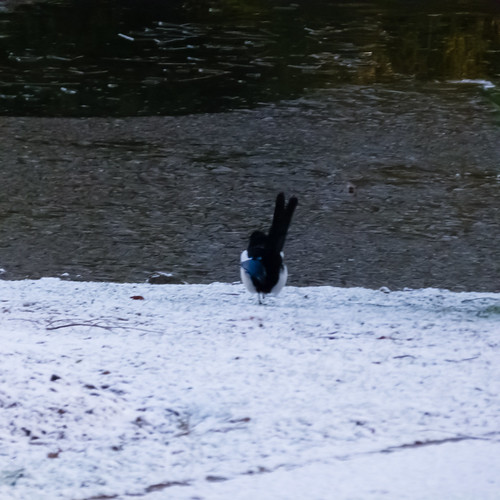 Magpie / icy lake