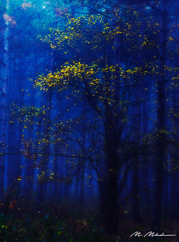 2017 bulgaria d7200 landscape montana nikon autumn bush fog foggy forest haze hazy leaf leaves mist mistywoods nature nikond7200 pinetree pinetrees shrub square view yellow