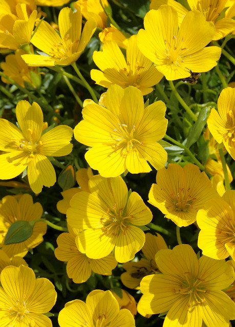 Meadow Foam, Yellow Form