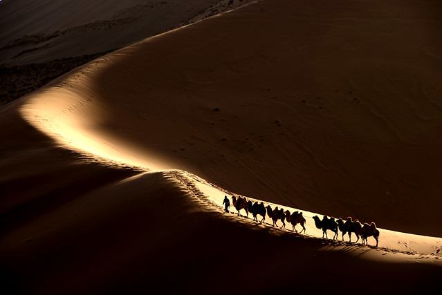 Camel crew 駱駝隊