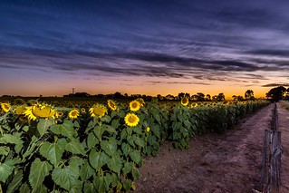 Sunflowers Sunset-25