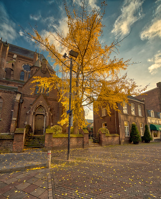 St. Catherine's autumn tree, Eindhoven.