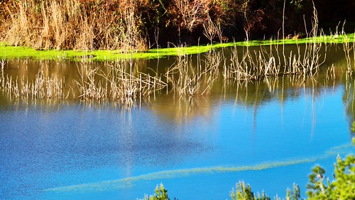 lake algae | by ricardjb