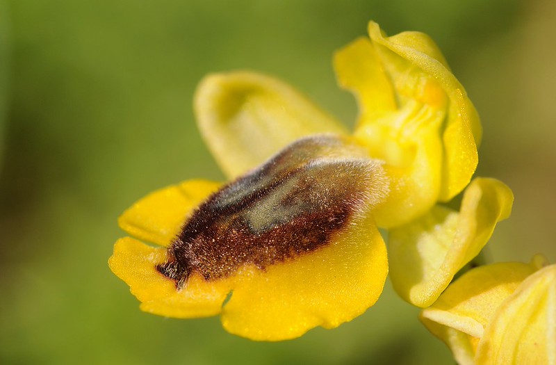 20170415-099F | Gelbe Ragwurz (Ophrys lutea) bei Locorotondo. Apulien, 15.04.2017
