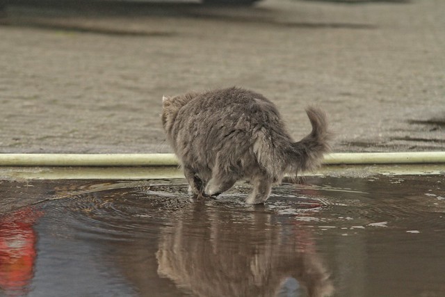 Cat and water