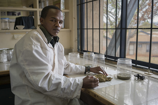 Laboratory assistant Dennis Muema recovering maize stem borer larvae from the exhausted artificial diet in the Entomology lab at KALRO Katumani Research Station in Machakos.