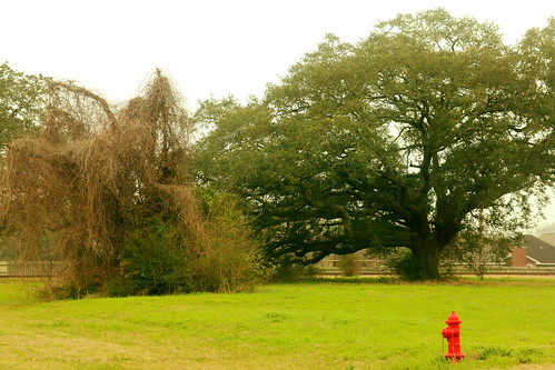 tree trees green red firehydrant fireplug urban suburban