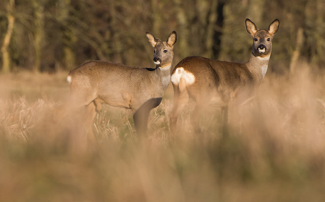 Roe Deer - mother and son -
