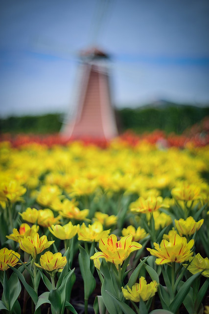 Tulips,中社花市