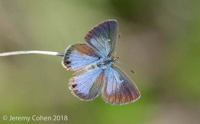 Ceraneus Blue (Hemiargus ceraunus)