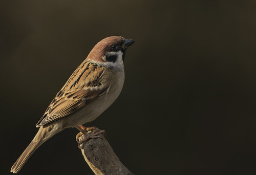 fairburnings sparrow tree bird birdphotography avian wildlife wild nature