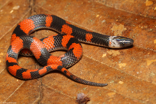 Colombian earth snake (Geophis brachycephalus)