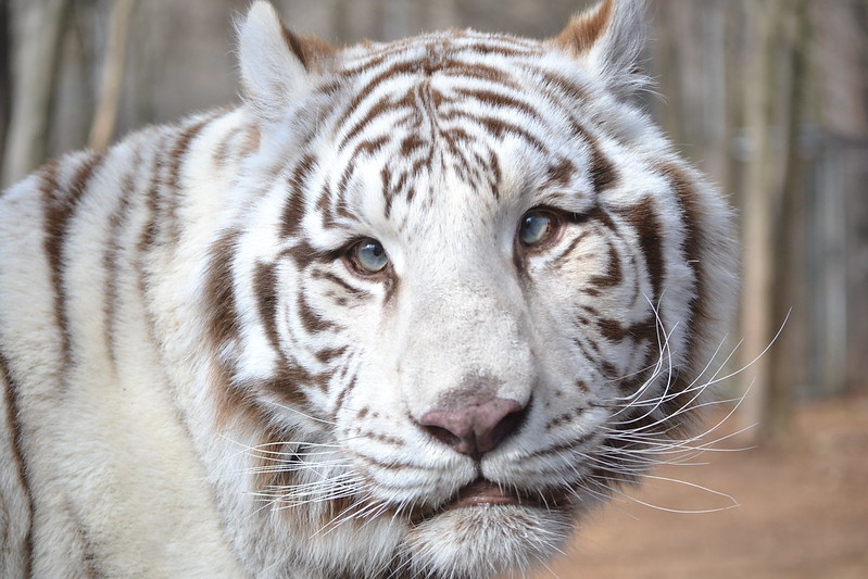 White Tiger Inbreeding - Animal Ethics RI