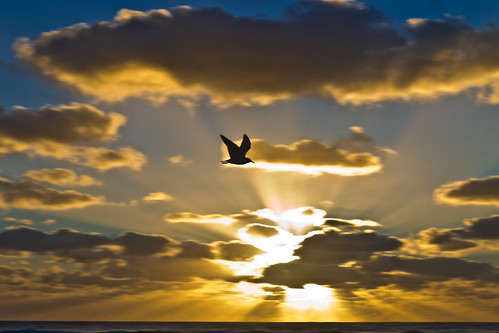 the seagull dawn theseagullofthedawn gaviota gaviotasenvuelo gaviotaargentina mundoanimal animalworld bird canoncanoneosrebelt3 phwalwsg