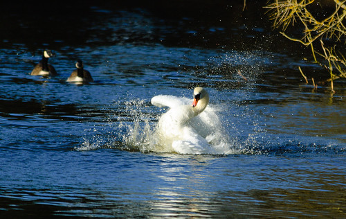 Swan bathing vigorously, West Park